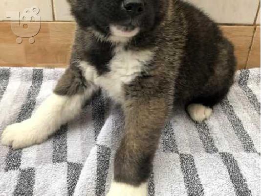 ΚΑΤΑΠΛΗΚΤΙΚΑ ΥΠΗΡΕΣΙΑ ΑΚΙΤΑ PUPPIES SVSILABLE