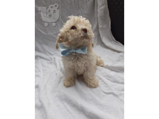 Cavapoochons na prodaju