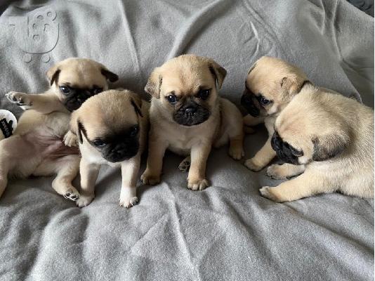 PoulaTo: Όμορφα κουτάβια Pug για καλό σπίτι