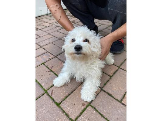 Bichon Μάλτα προς πώληση