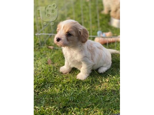 Διατίθενται χαριτωμένα κουτάβια Cavachon.