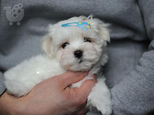 PoulaTo: AMAZING MALTESE PUPPIES AVAILABLE