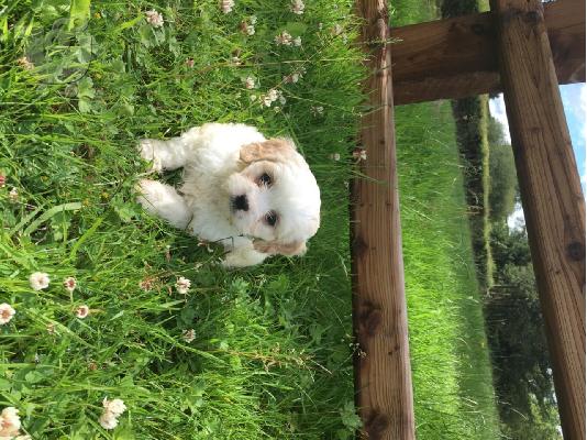 Όμορφο όμορφο Cavachon