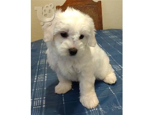 PoulaTo: Κουτάβια Coton De Tulear