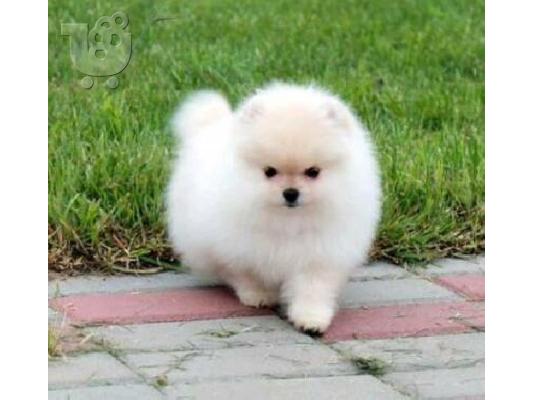 PoulaTo: Σούπερ χαριτωμένα κουτάβια Pomeranian