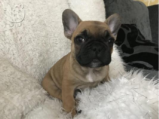 PoulaTo: γαλλικά κουτάβια μπουλντόγκ  /  French bulldog fawn