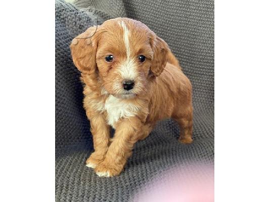 PoulaTo: Labradoodle