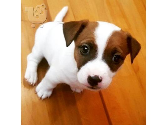 PoulaTo: υπέροχα Jack Russell Terrier κουτάβια προς πώληση