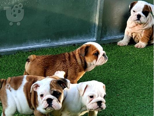 PoulaTo: Όμορφη Chow Chow Χρειάζεται νέο σπίτι