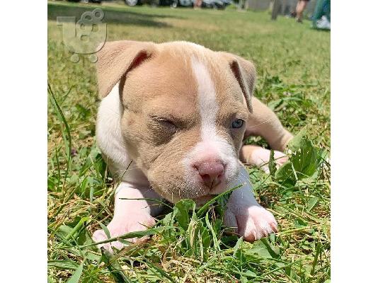 PITBULL