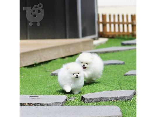 PoulaTo: Πολύτιμα κουτάβια Pomeranian