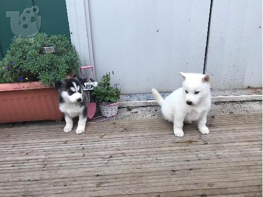 PoulaTo: ξιολάτρευτο Blue Eyed Σιβηρίας Husky κουτάβια προς πώληση