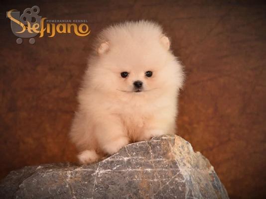 Pui de rasă Pomeranian Boo