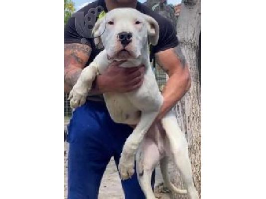 Κουτάβια Dogo Argentino