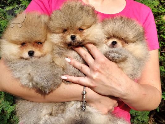 Pomeranian κουτάβια BOO καθαρόαιμα