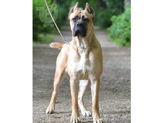 Cane Corso κουτάβια