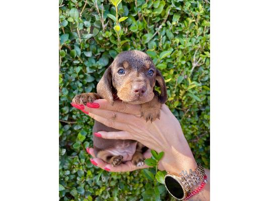 Νάνος Dachshund κουτάβια εξωτικού χρώματος