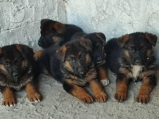 Γερμανικός Ποιμενικός κουτάβια