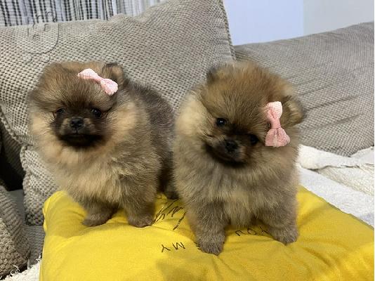 PoulaTo: Κουτάβια Pomeranian από εξαιρετικούς γονείς