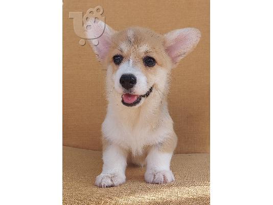 Pembroke Welsh Corgi κουτάβια