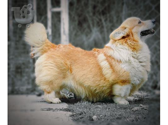 Κουτάβια Welsh Corgi Pembroke