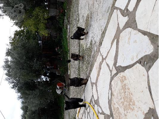 Γερμανικα ποιμενικα