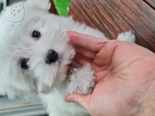 Coton De Tulear - Κοτόν Ντε Τουλεάρ