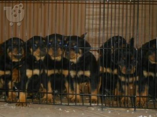 Rottweiler καθαροαιμα 6979314054 -ΘΕΣΣΑΛΟΝΙΚΗ
