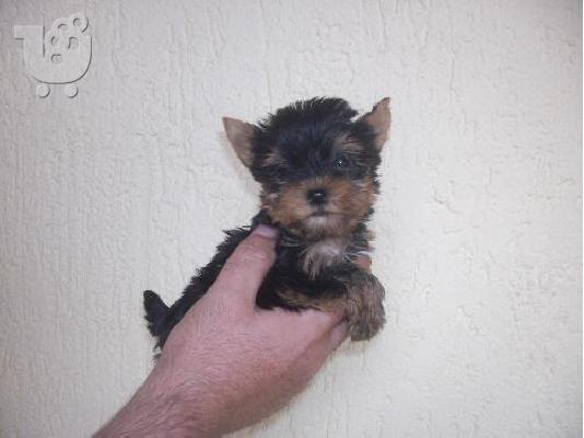Yorkshire Terrier Καθαροαιμα κουτάβια ευκαιρία 6988190151  ΑΘΗΝΑ...