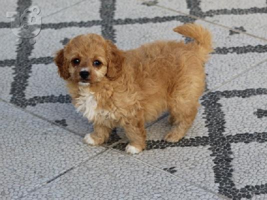 Κουτάβια AKC Cavapoo