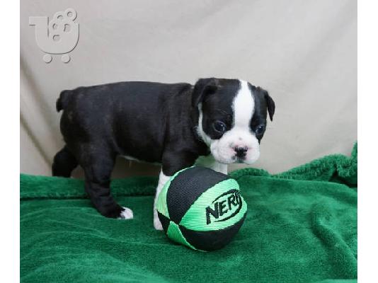 PoulaTo: Ειδική Boston Terrier κουτάβια