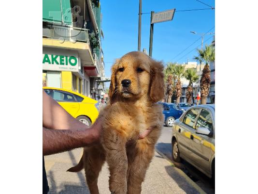 PoulaTo: Golden retriever - Γκόλντεν ριτρίβερ