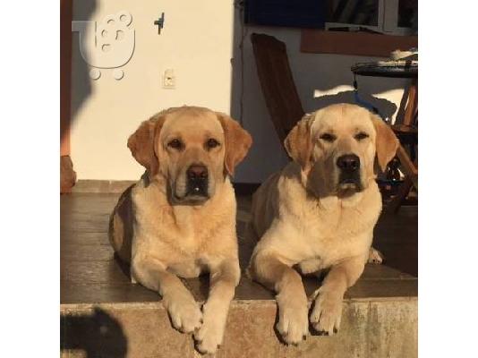 Πωλούνται καθαρόαιμα LABRADOR γέννας 19 Αυγ. 2017