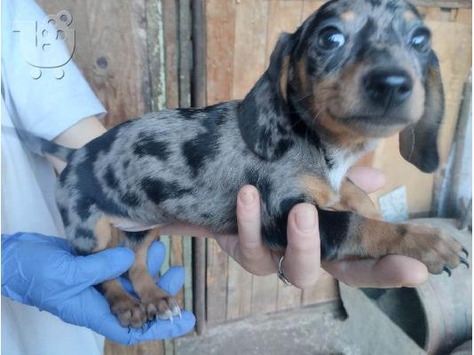 Dachshund κουτάβια εξωτικών χρωμάτων