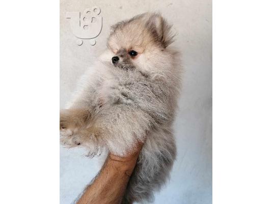 Pomeranian Spitz κουτάβια