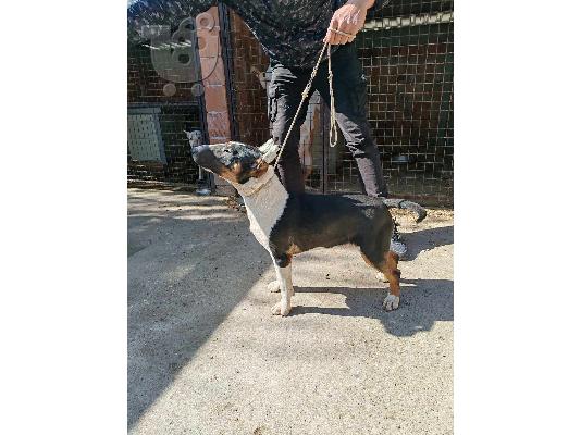 Bull Terrier κουτάβια προς πώληση