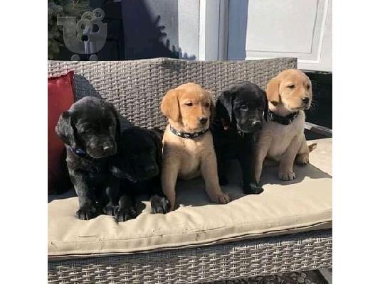 PoulaTo: Εδώ έχουμε 5 όμορφα κουτάβια Labrador retriever.