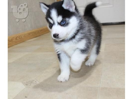 PoulaTo: Pomsky