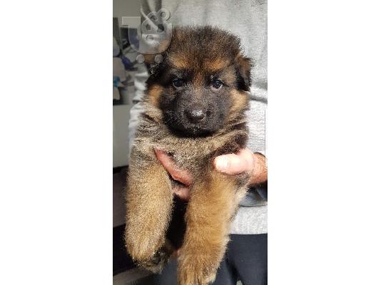 PoulaTo: German shepherd