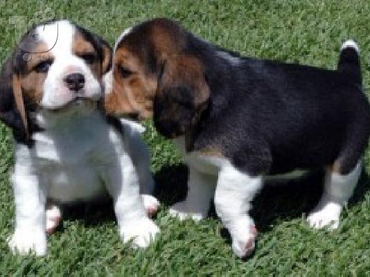 PoulaTo: Beagle κουτάβια διαθέσιμα προς πώληση