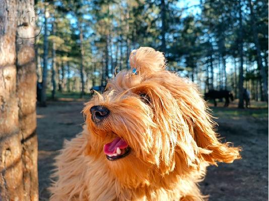 Havanese Bichon αρσενικό διαθέσιμο για αναπαραγωγή