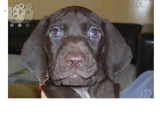 Κούρτσχααρ – 300 euro