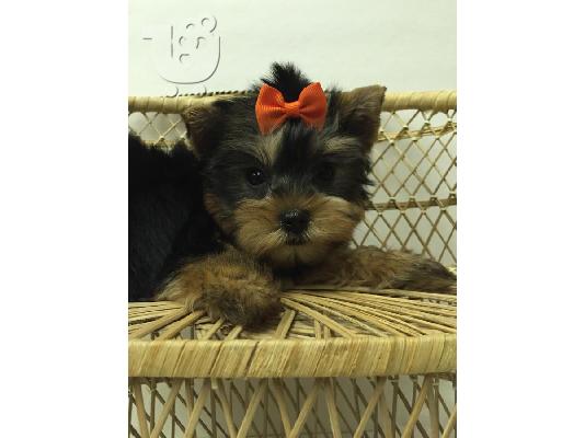 PoulaTo: φοβερό κουτάβια Yorkie