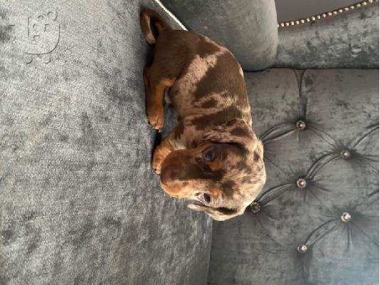AKC Dachshunds