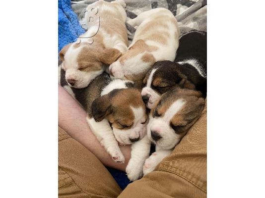 PoulaTo: ΔΙΑΘΕΣΙΜΕΣ ΕΚΠΛΗΚΤΙΚΕΣ ΑΠΟΡΜΙΔΕΣ BAGLE ROYAL PUPPYS