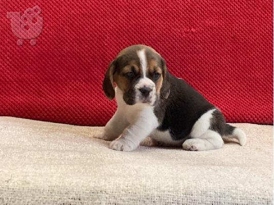 7 όμορφα εγγεγραμμένα Kc κουτάβια Beagle.