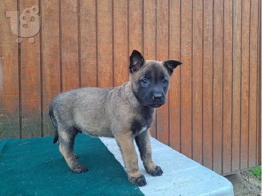 PoulaTo: Belgian Malinois