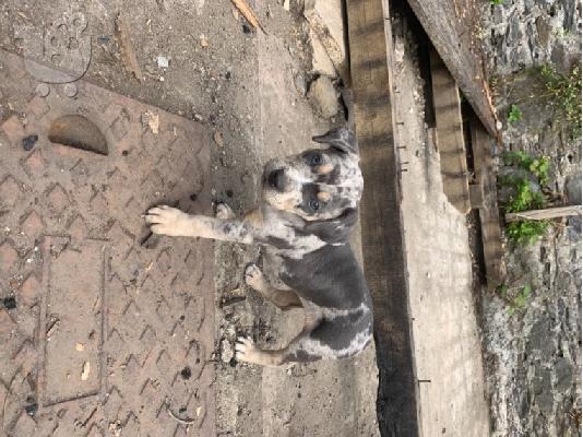 PoulaTo: Αμερικανικά μωρά pitbull
