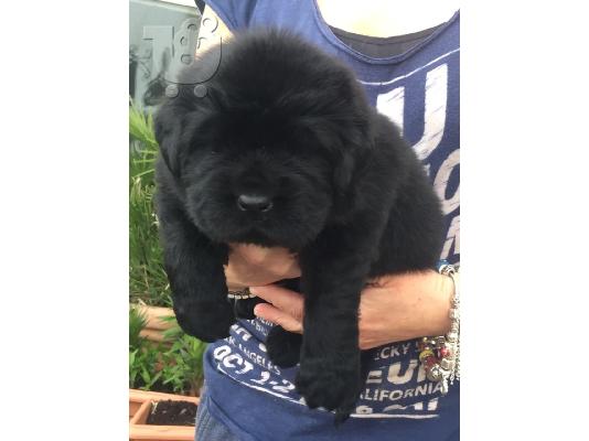 PoulaTo: Υγιή κουτάβια Newfounland Pinscher προς πώληση