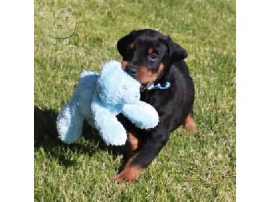 PoulaTo: τα πιο έξυπνα κουτάβια Doberman